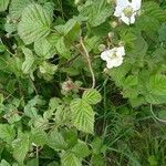 Rubus ferocior flower picture by Marcel Schol (cc-by-sa)