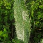 Anchusa azurea leaf picture by Daskalantonakis Manolis (cc-by-sa)