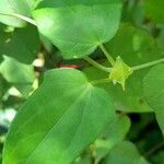 Thunbergia fragrans leaf picture by Trap Hers (cc-by-sa)