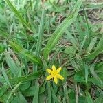 Hypoxis decumbens flower picture by Matheus Platner (cc-by-sa)