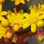 Aeonium spathulatum flower picture by Guillaume Labeyrie (cc-by-sa)