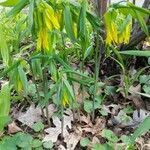 Uvularia grandiflora flower picture by Ane Jean-Michel (cc-by-sa)