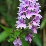 Dactylorhiza foliosa flower picture by Szabolcs Frater (cc-by-sa)