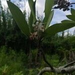 Ardisia elliptica flower picture by Elizer Pedro (cc-by-sa)