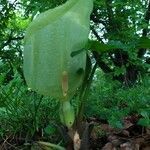 Arum italicum flower picture by Jean-Francois Julien (cc-by-sa)