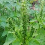 Acalypha polystachya flower picture by Shehadi Ramiz (cc-by-sa)