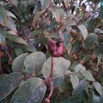 Hypericum calycinum fruit picture by Gilbert Launay (cc-by-sa)