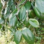 Camellia sasanqua leaf picture by Isabelle Bellin (cc-by-sa)