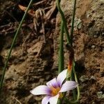 Romulea columnae habit picture by Szabolcs Frater (cc-by-sa)