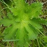 Geranium ibericum leaf picture by jake morley (cc-by-sa)