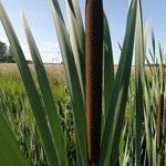 Typha latifolia flower picture by Arienza javier (cc-by-sa)