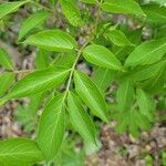 Sambucus canadensis leaf picture by Taylor (cc-by-sa)