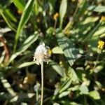 Plantago lagopus fruit picture by santarelli (cc-by-sa)