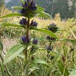 Gentiana cruciata habit picture by Fabien Anthelme (cc-by-sa)