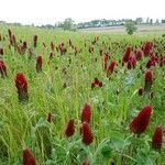 Trifolium incarnatum flower picture by Corinne Decroue (cc-by-sa)