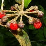 Marcgravia nepenthoides fruit picture by Nelson Zamora Villalobos (cc-by-nc)