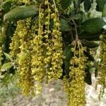 Quercus coccifera flower picture by Danielle MASSON (cc-by-sa)