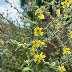 Verbascum sinuatum flower picture by francesco (cc-by-sa)