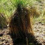 Carex paniculata habit picture by Betty Venth (cc-by-sa)