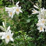 Lilium candidum flower picture by Robert Ubeda (cc-by-sa)