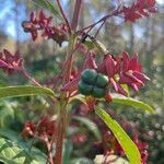 Clerodendrum indicum fruit picture by Tim Rutland (cc-by-sa)