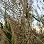 Arundo donax fruit picture by Encinas Juan (cc-by-sa)