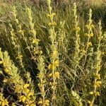 Phlomis lychnitis habit picture by Antonio Jesús Reina Pacheco (cc-by-sa)