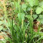 Carex brachystachys habit picture by Dieter Albrecht (cc-by-sa)