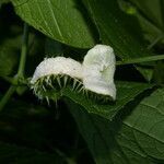 Echinopepon racemosus fruit picture by Nelson Zamora Villalobos (cc-by-nc)