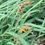 Crocosmia x crocosmiiflora habit picture by Trap Hers (cc-by-sa)