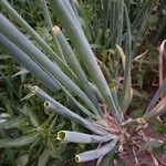 Allium fistulosum leaf picture by Patrick Haemmerlin (cc-by-sa)