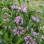 Phlomis herba-venti flower picture by Denis Bastianelli (cc-by-sa)