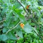 Solanum capsicoides leaf picture by avila leticia (cc-by-sa)