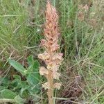 Orobanche minor flower picture by Sabaté Sant Jordi (cc-by-sa)