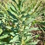 Solidago chilensis leaf picture by Trap Hers (cc-by-sa)