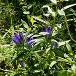 Gentiana linearis habit picture by Vicki Brown (cc-by-sa)