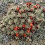 Echinocereus triglochidiatus flower picture by Jim Jim Fowler (cc-by-sa)