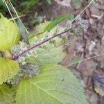 Perilla frutescens fruit picture by William Wattles (cc-by-sa)