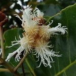 Arillastrum gummiferum flower picture by Richard Chesher (cc-by-sa)