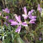 Clarkia modesta flower picture by Mae Bren (cc-by-sa)