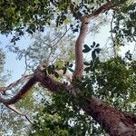 Bursera simaruba habit picture by Trap Hers (cc-by-sa)