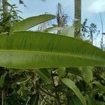 Calophyllum soulattri leaf picture by Augustin Soulard (cc-by-sa)