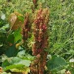 Rumex alpinus fruit picture by Pizzutti Roberto (cc-by-sa)