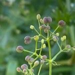 Galium album fruit picture by Francois Mansour (cc-by-sa)