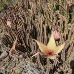 Stapelia gigantea flower picture by Kaye S (cc-by-sa)