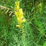 Linaria angustissima habit picture by Pietro Brignoli (cc-by-sa)