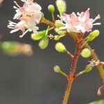 Circaea alpina flower picture by Uwe Knothe (cc-by-sa)