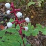 Actaea pachypoda fruit picture by Marc-Olivier Maheu (cc-by-sa)