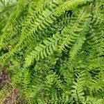 Adiantum pedatum leaf picture by Sasha Boucher (cc-by-sa)