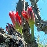 Cereus forbesii flower picture by Trap Hers (cc-by-sa)